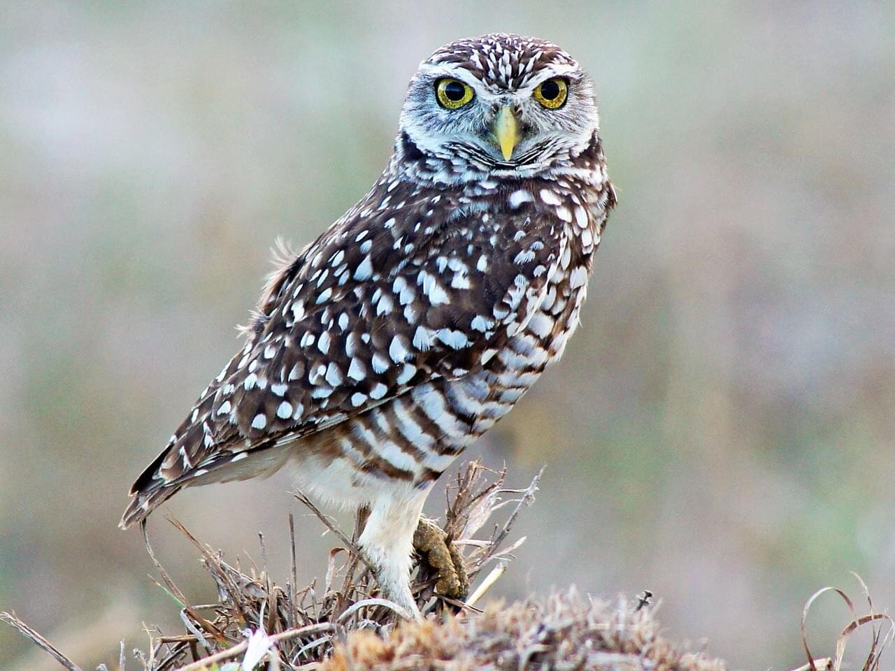 Half hours with fishes, reptiles, and birds . Fig. 183.—Barn Owl.. Fig.  184. — Burrowing Owl. THE OWLS AND PARROTS 209 when approached bow  repeatedly before taking to thewing. The eye