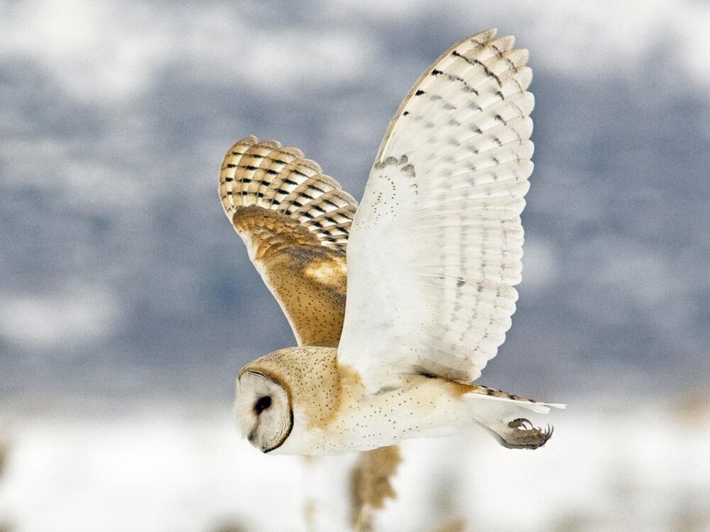 Half hours with fishes, reptiles, and birds . Fig. 183.—Barn Owl.. Fig.  184. — Burrowing Owl. THE OWLS AND PARROTS 209 when approached bow  repeatedly before taking to thewing. The eye