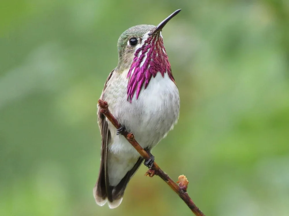 How to Call a Hummingbird 