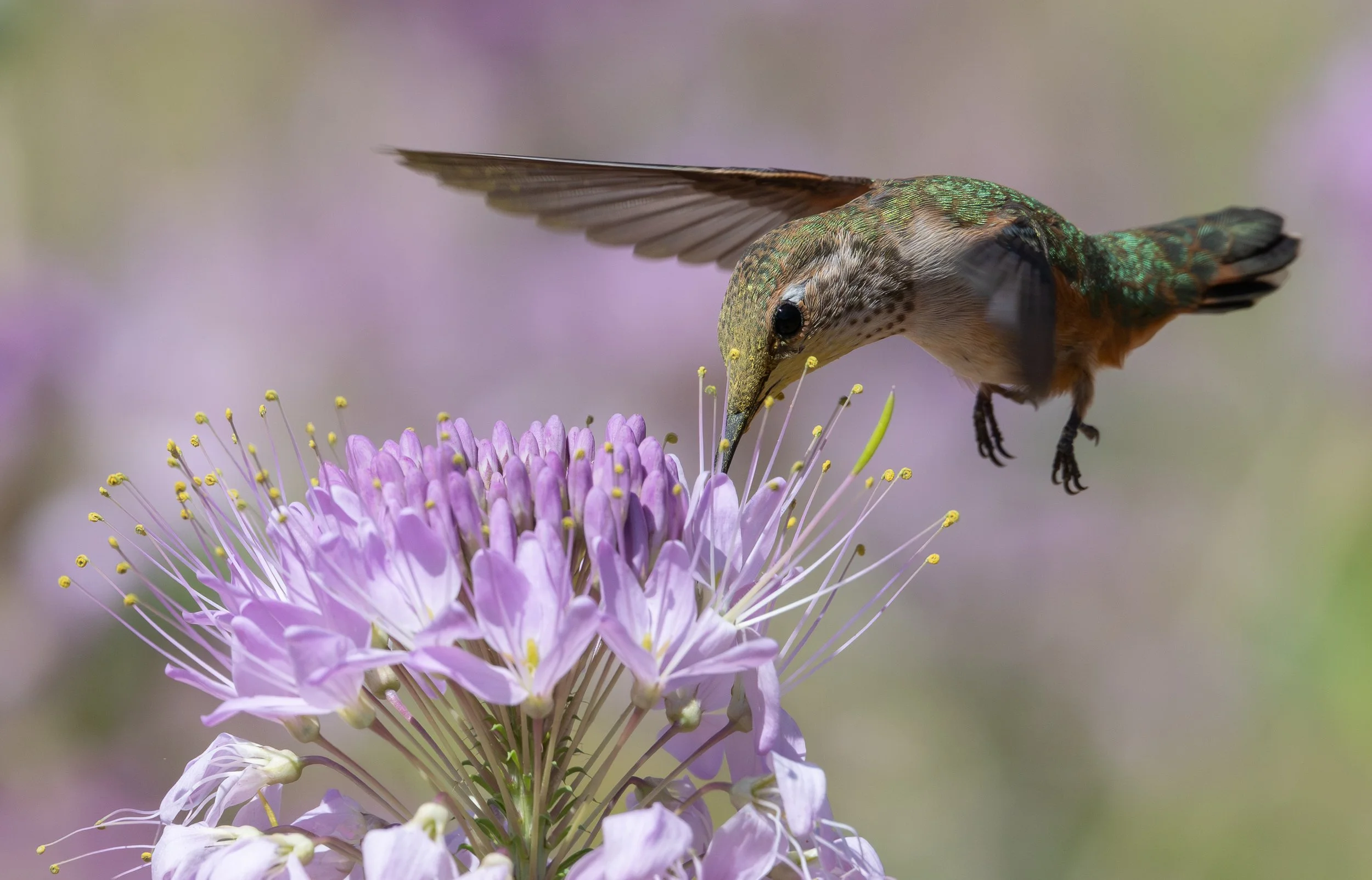 Copy of DSC_1842.jpg