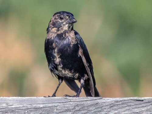 BHCO-Immature+Male.jpg