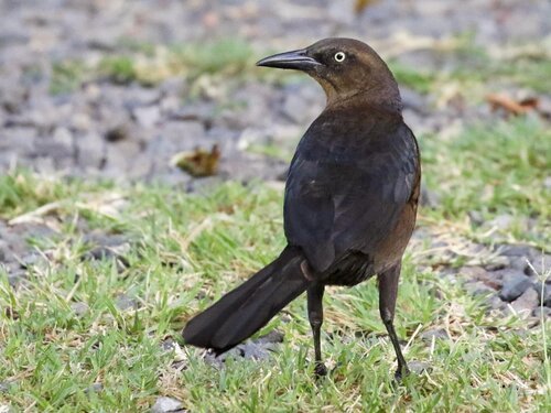 GTGR-Female2.jpg