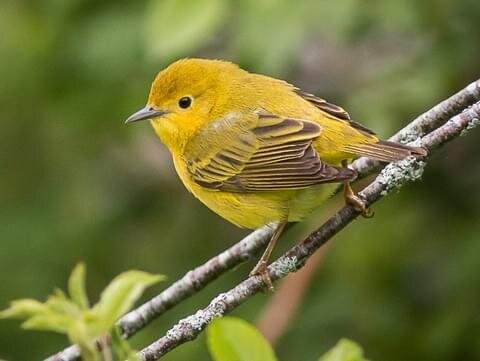 YEWA-Adult+Female.jpg