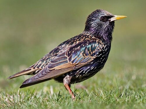 EUST-+Nonbreeding+Adult.jpg