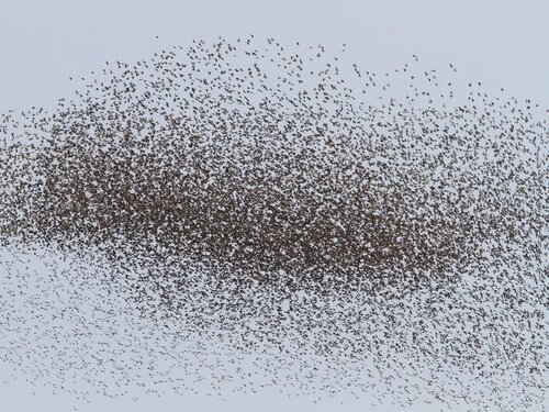 EUST-Flock.jpg