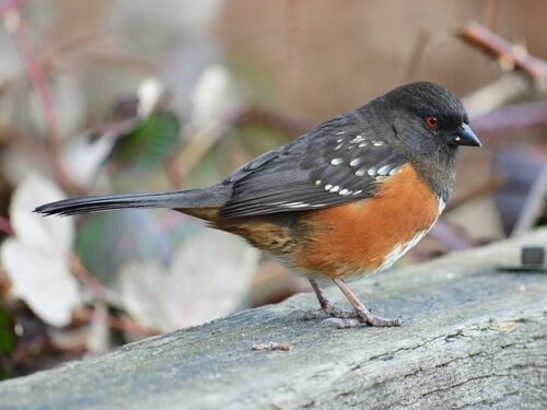 SPTO-Female-Immature.jpg