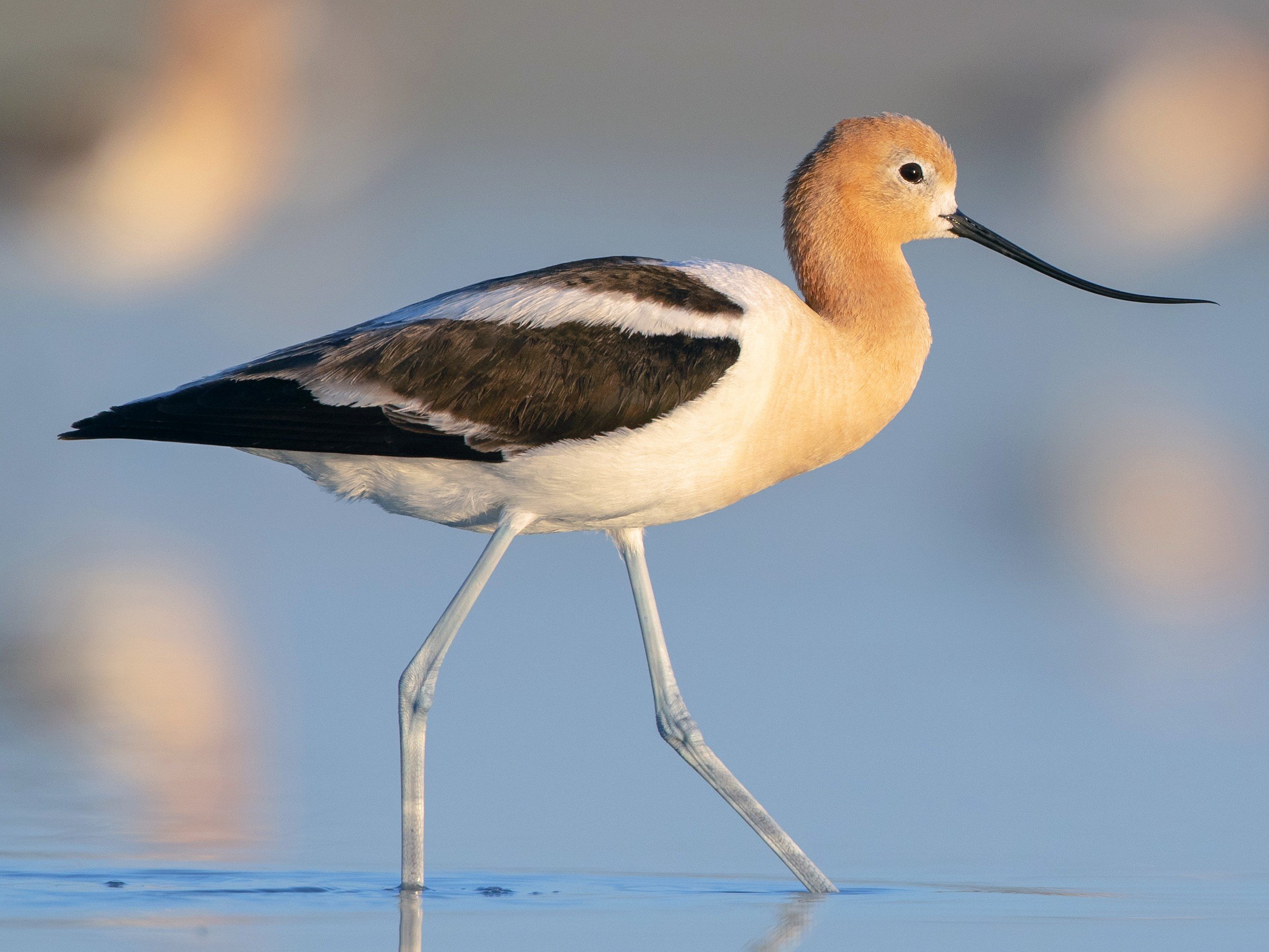 Breeding Adult