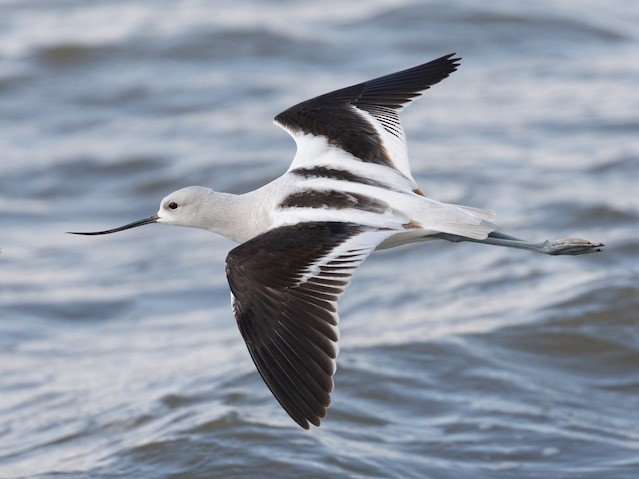 Nonbreeding / Immature