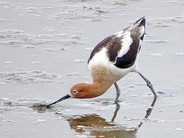 Breeding Adult