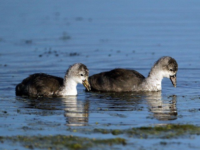 Juvenile
