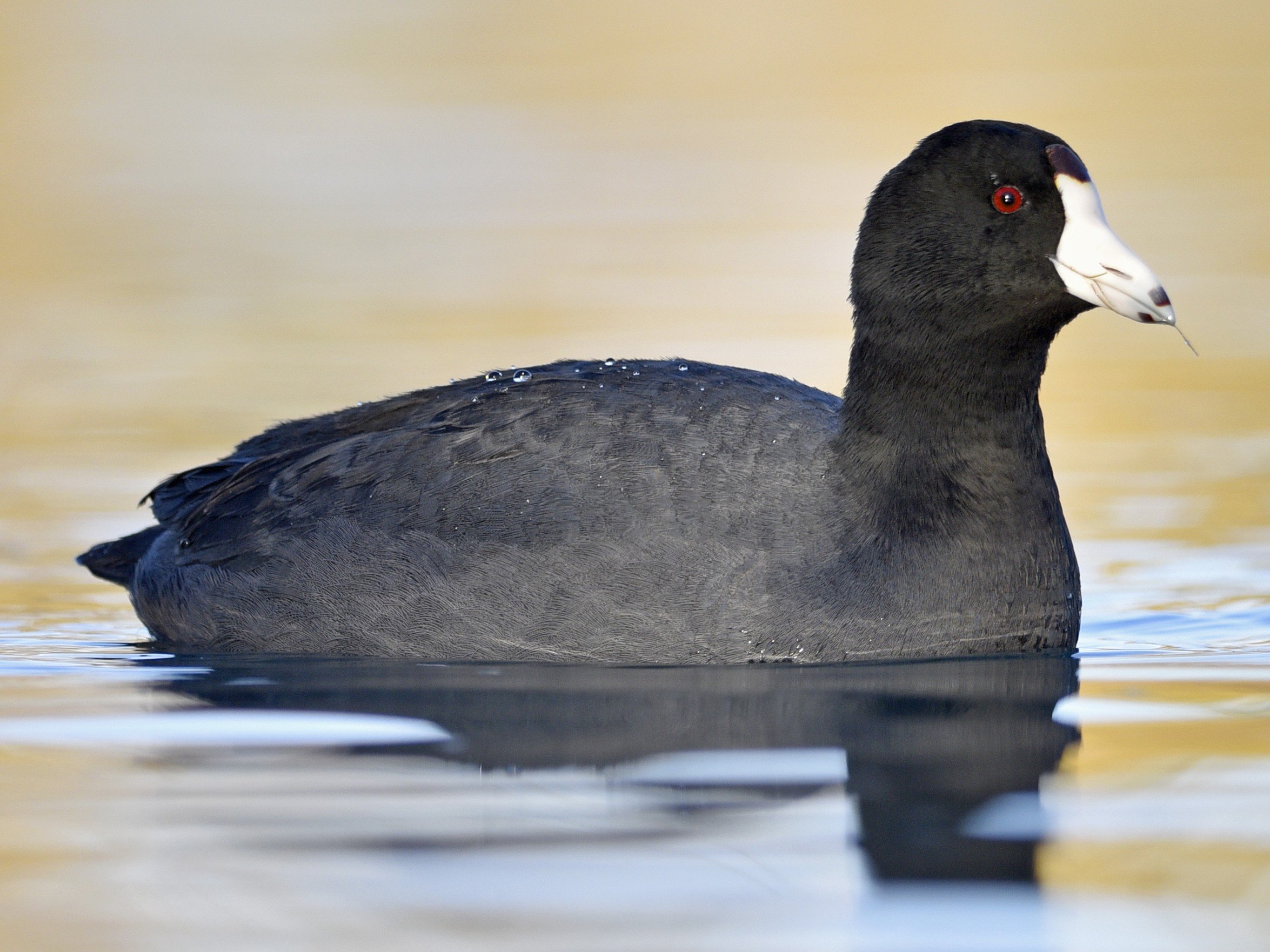 Adult