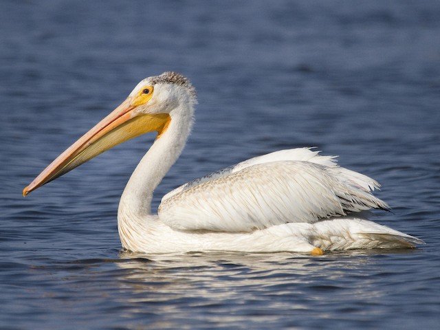 Nonbreeding Adult