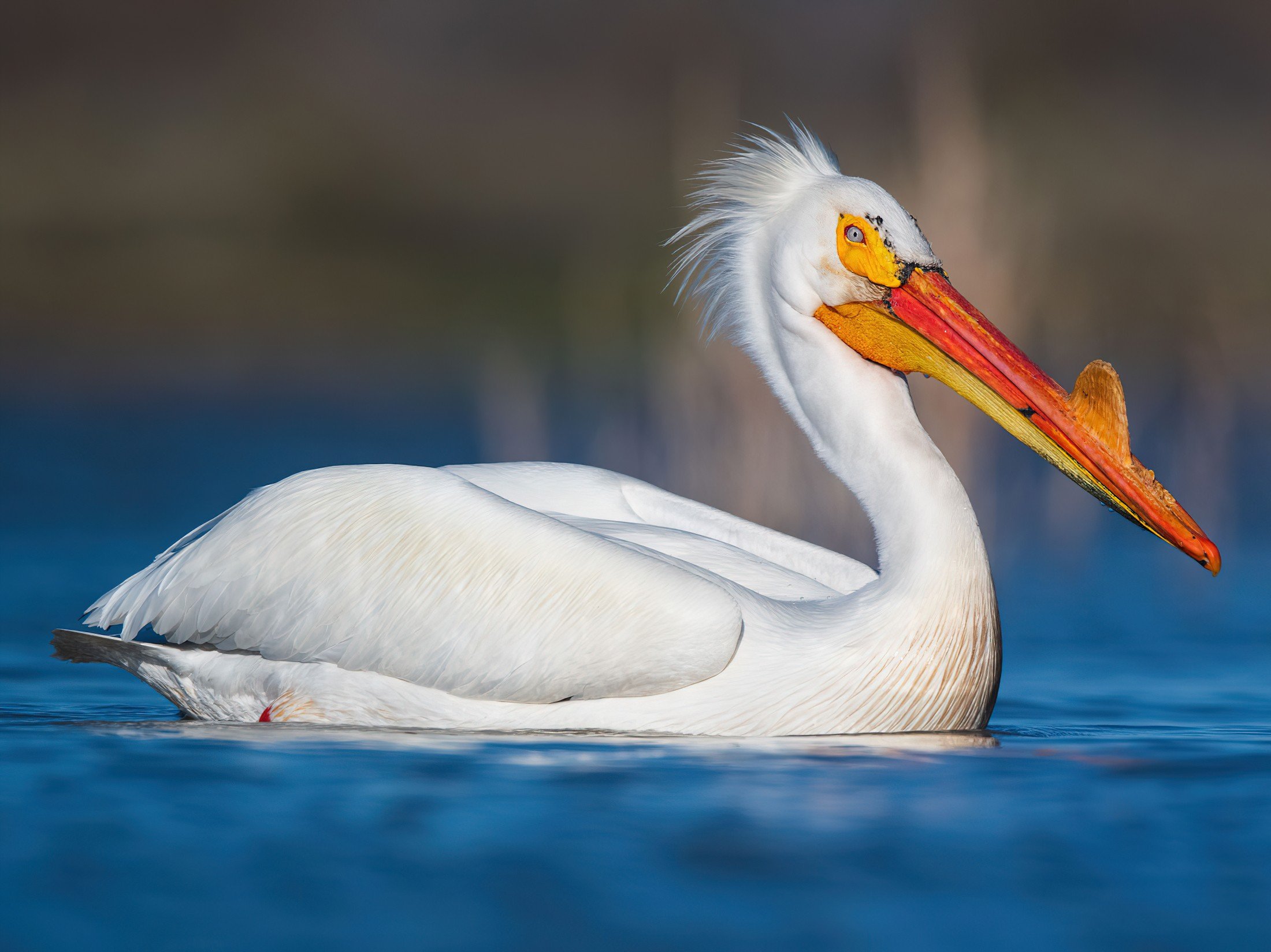Breeding Adult