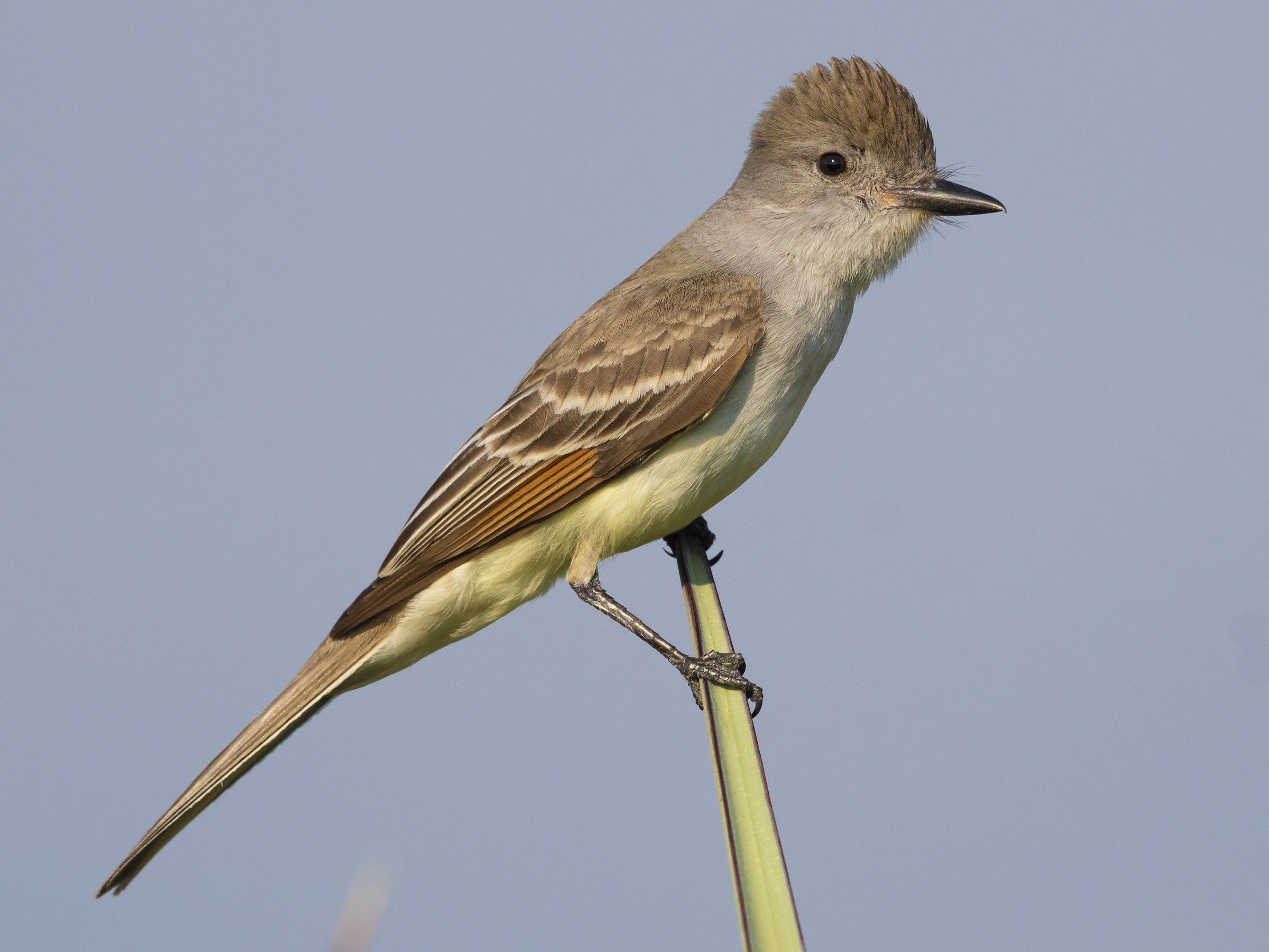 Ash-throated.jpg