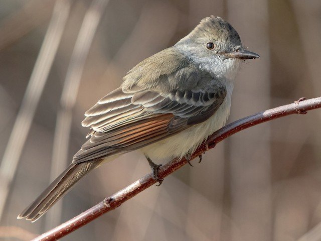 Ash-throated.jpg