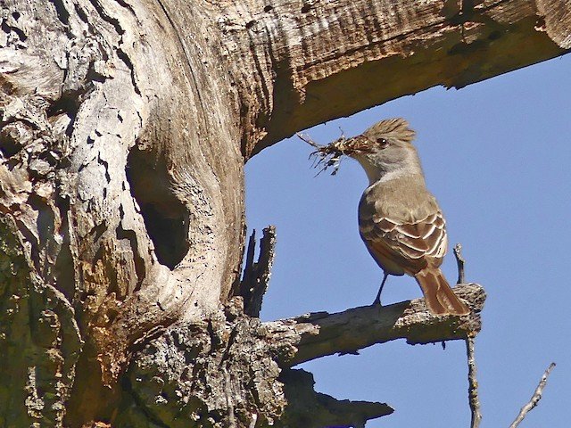 Ash-throated.jpg