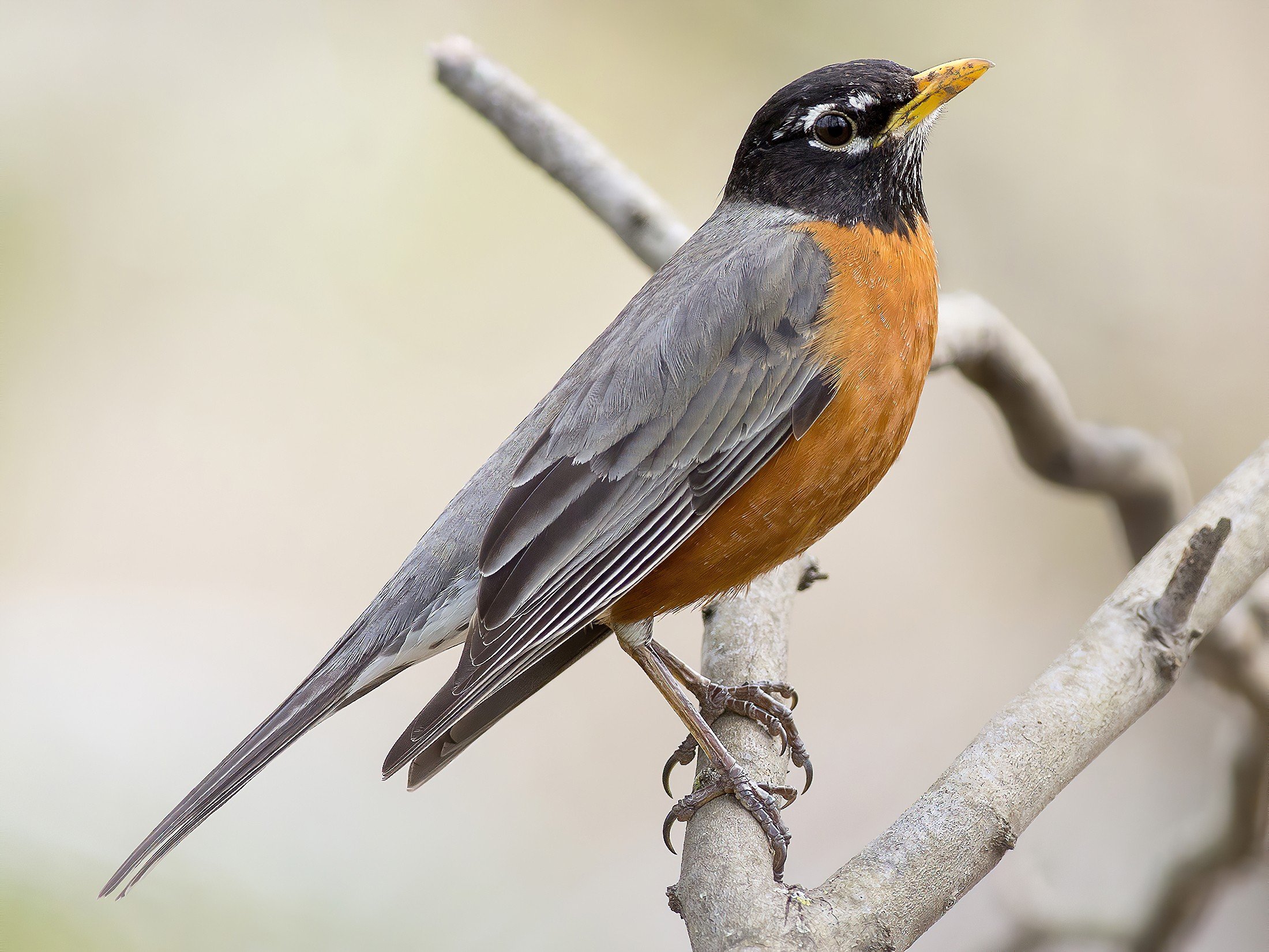 Adult Male