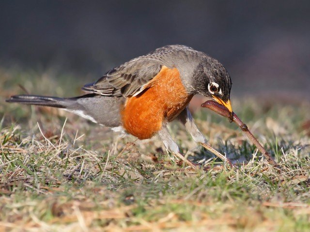 AMRO - Female _ Immature Male.jpg