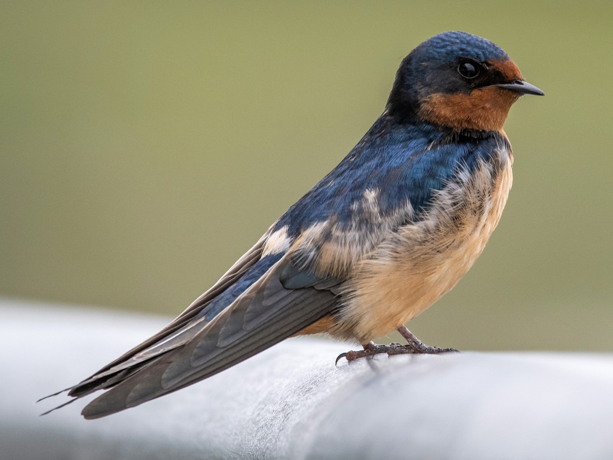 Barn-Swallow.jpg