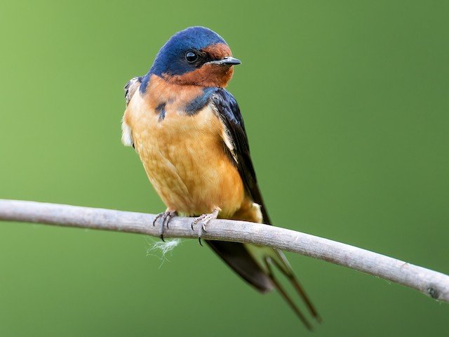 Barn-Swallow.jpg