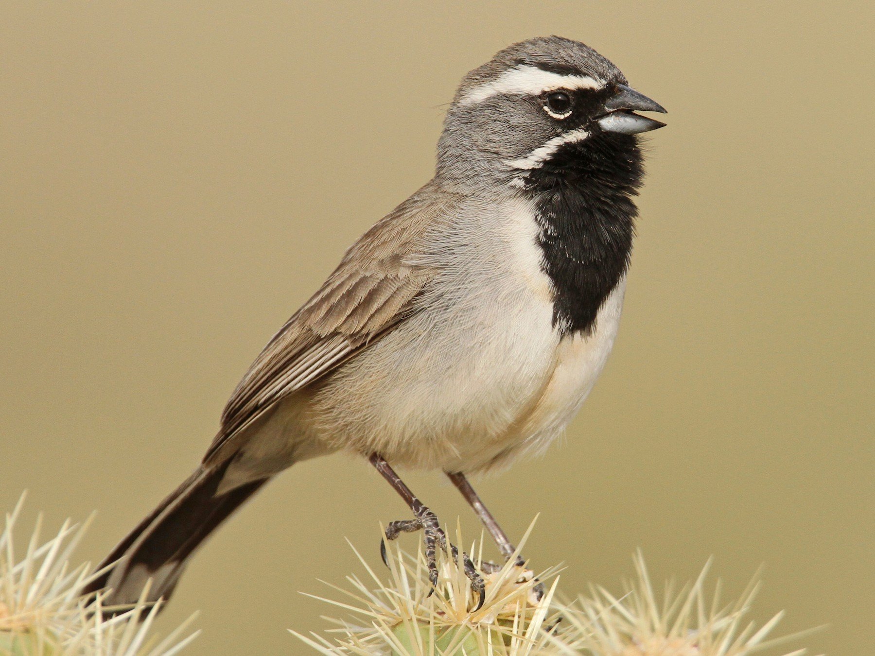 Adult