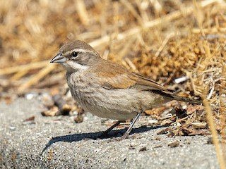 Juvenile