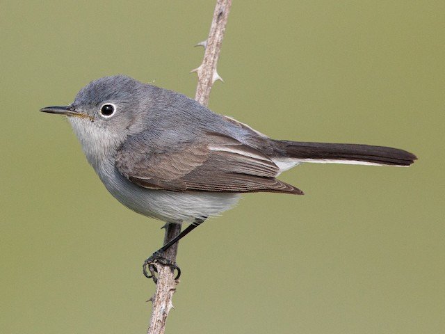 Female/Nonbreeding Male
