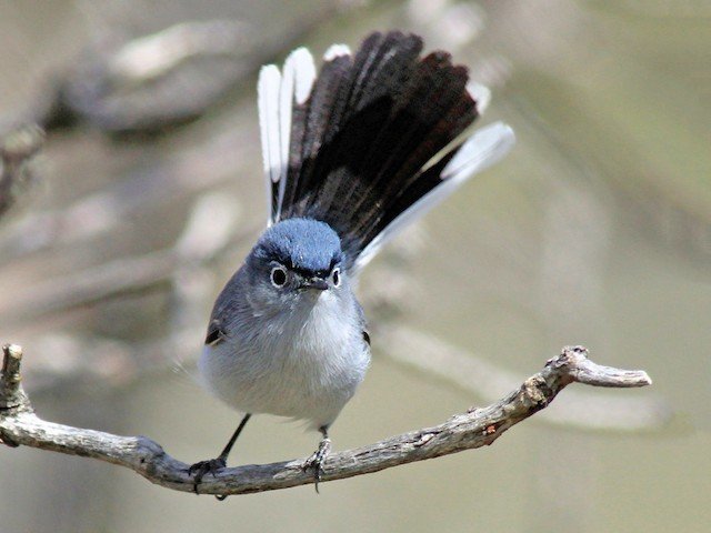 Breeding Male