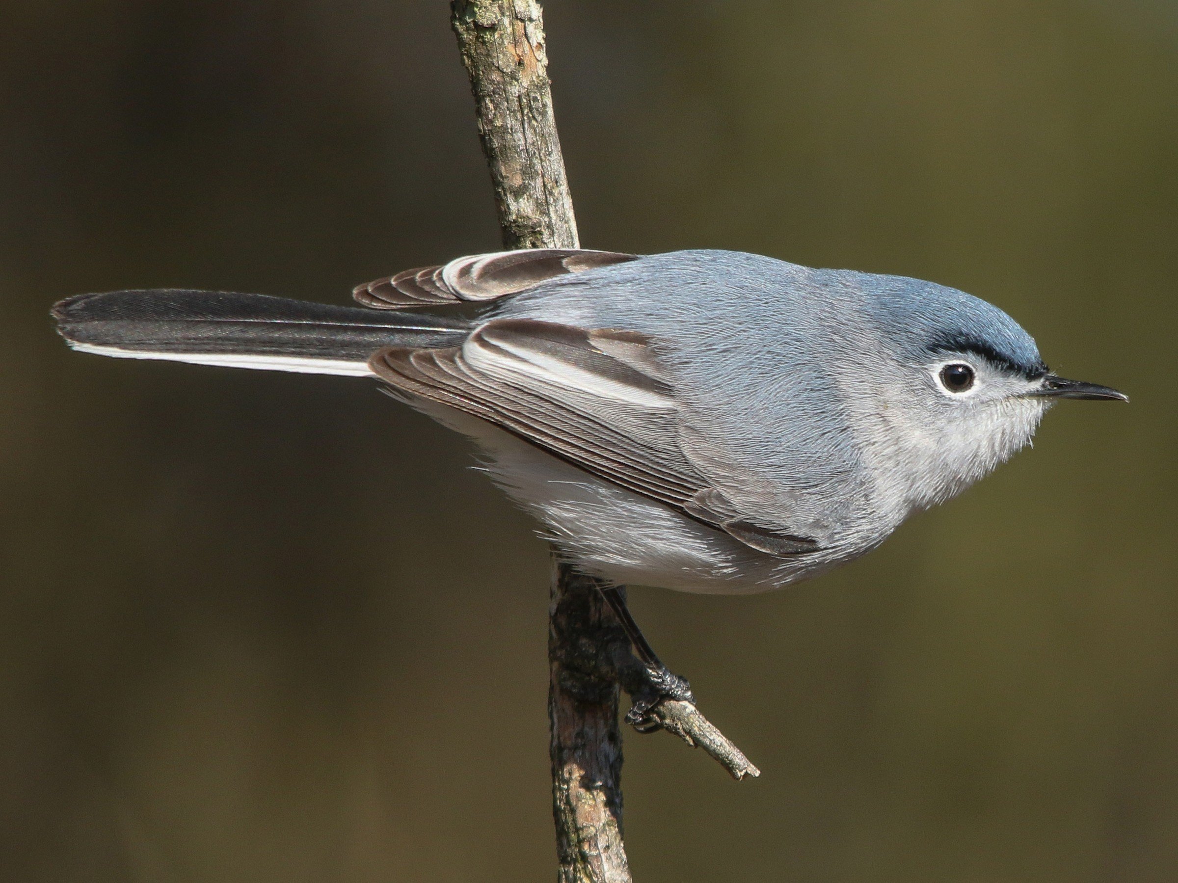 Breeding Male