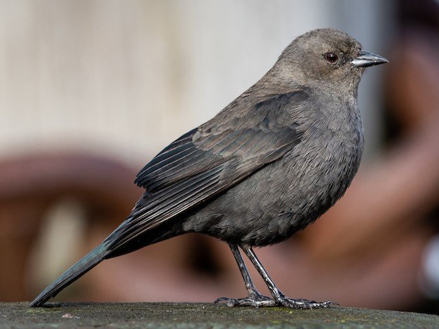 Female