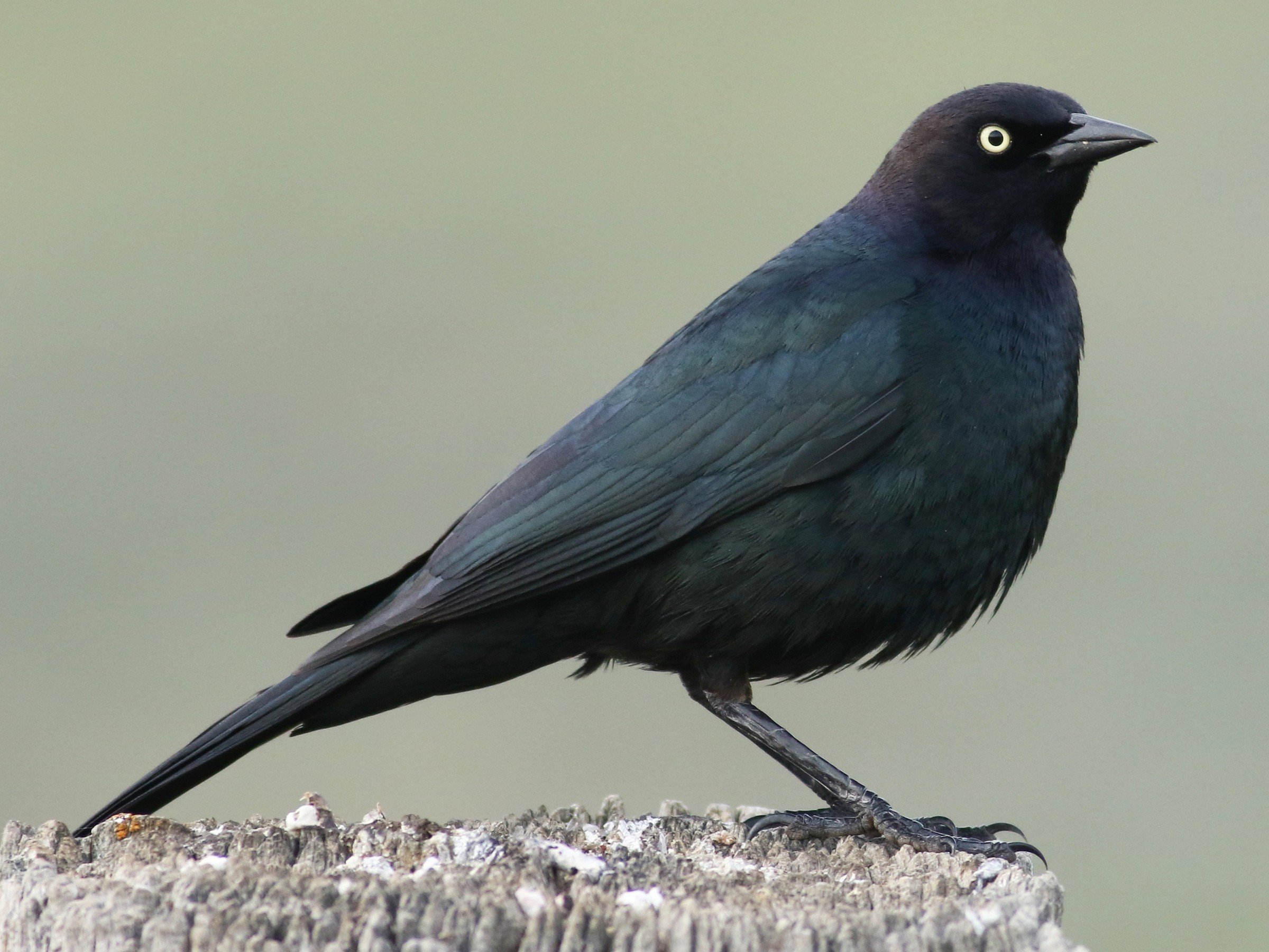Male