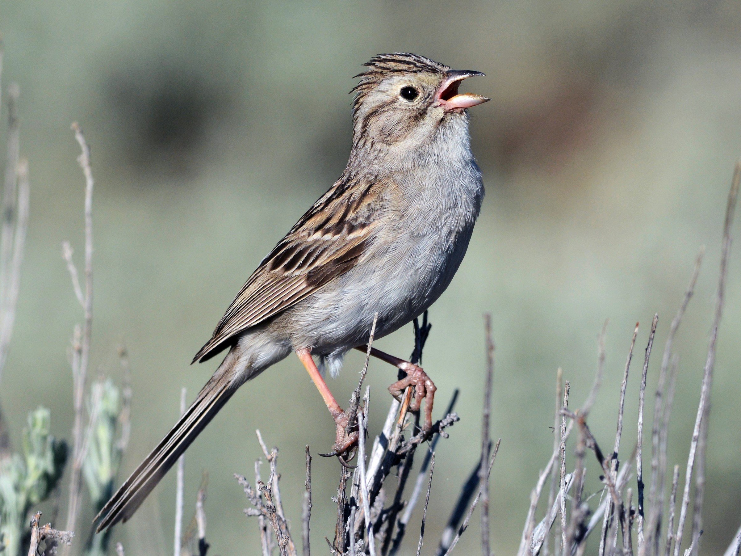 Adult