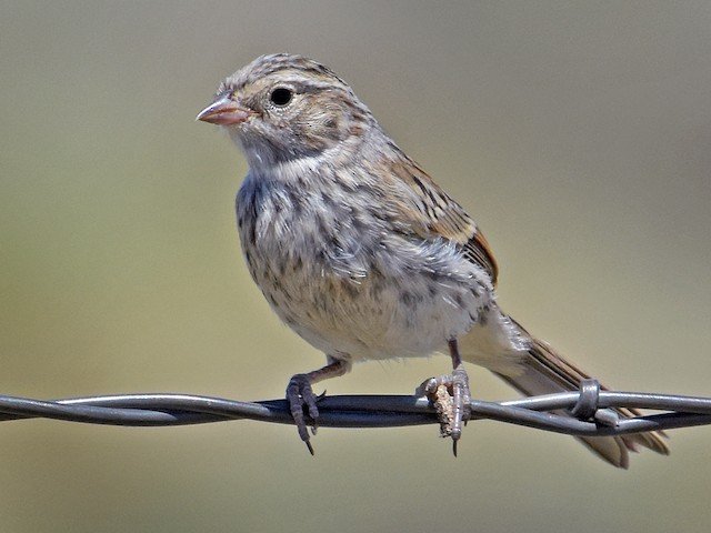 Juvenile