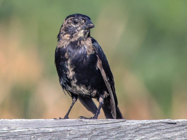 Immature Male
