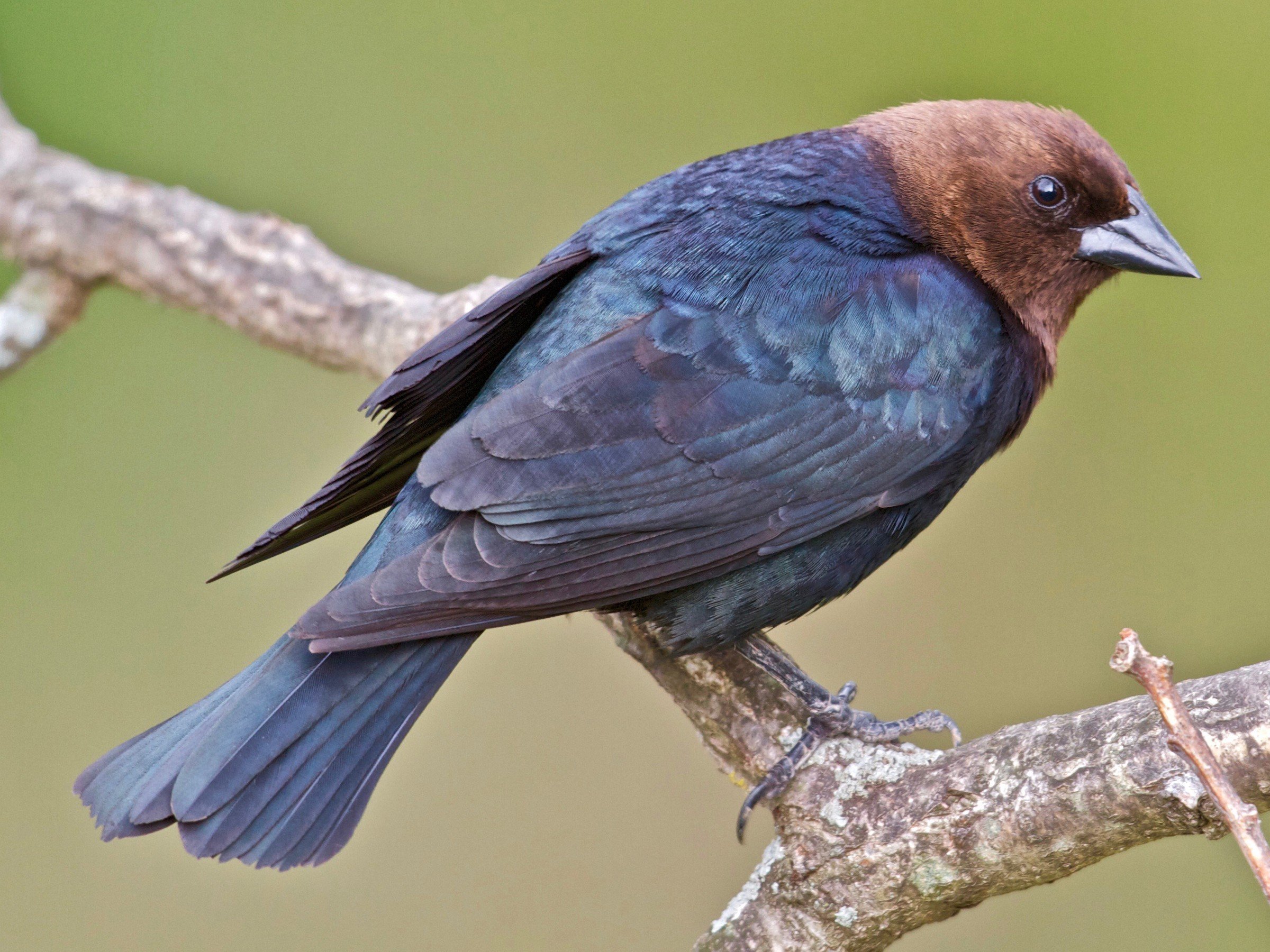 Adult Male