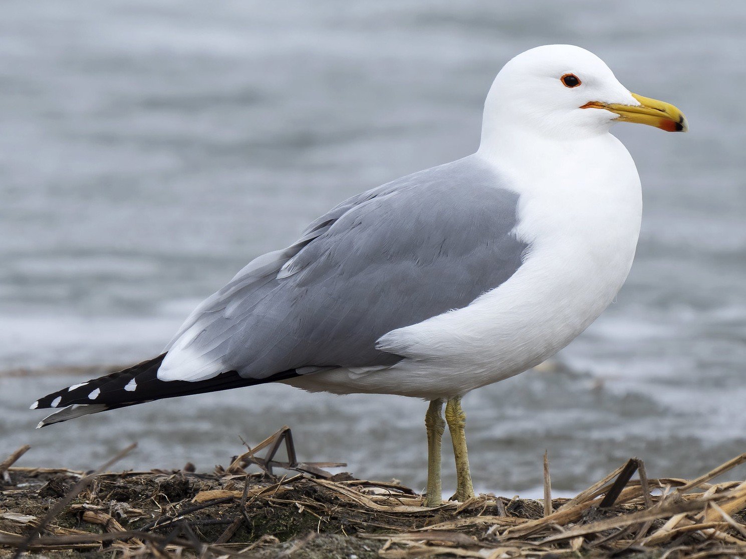 Breeding Adult