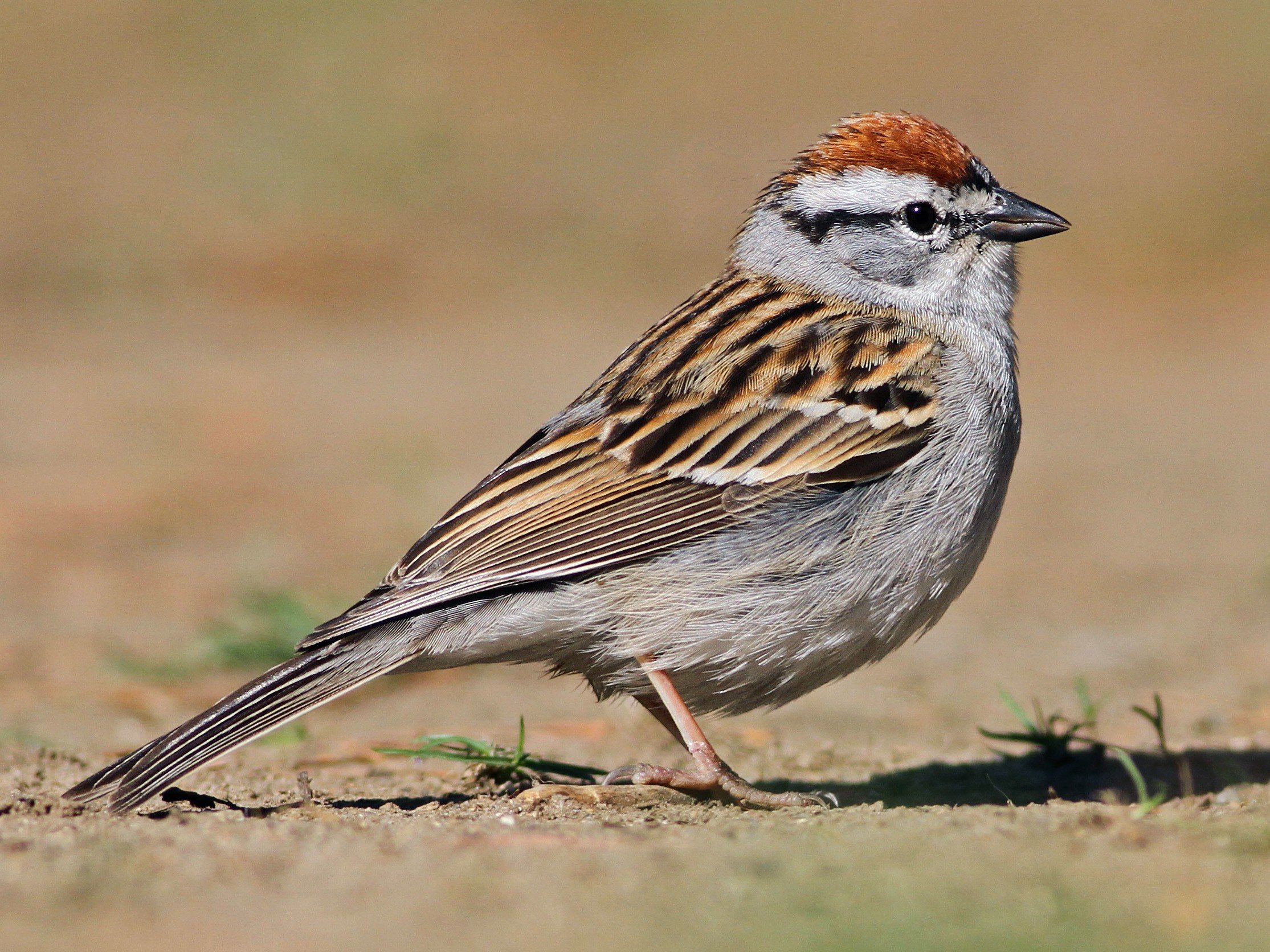 Breeding Adult