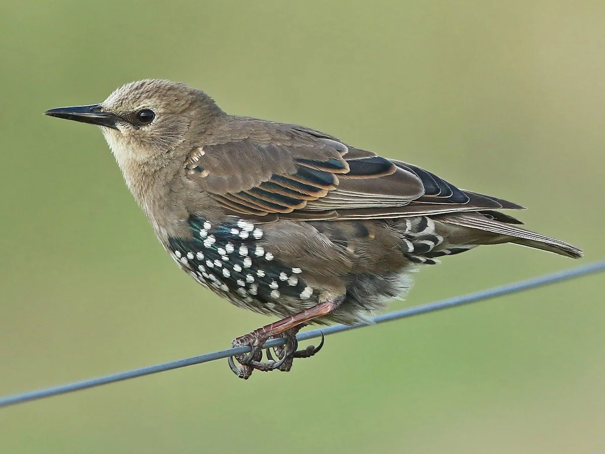 Juvenile