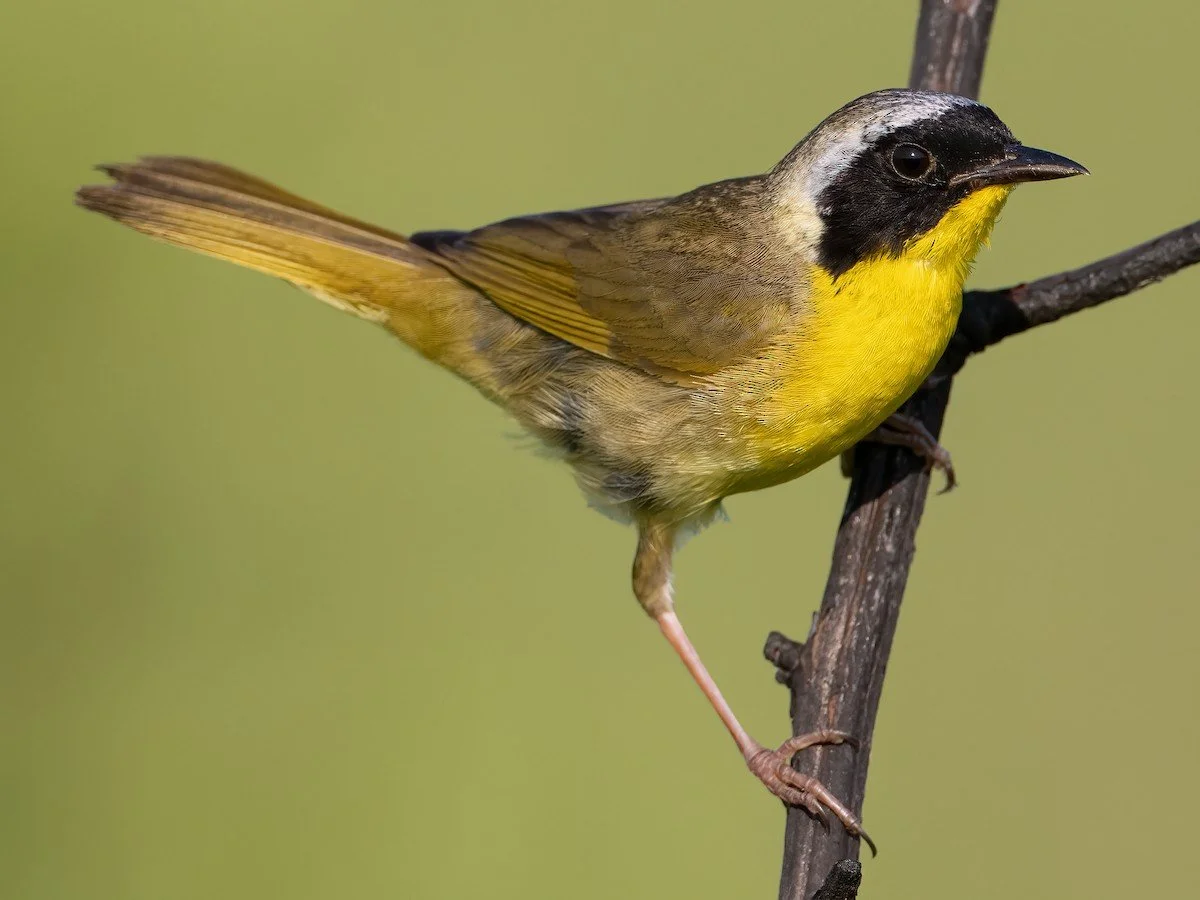 Adult Male