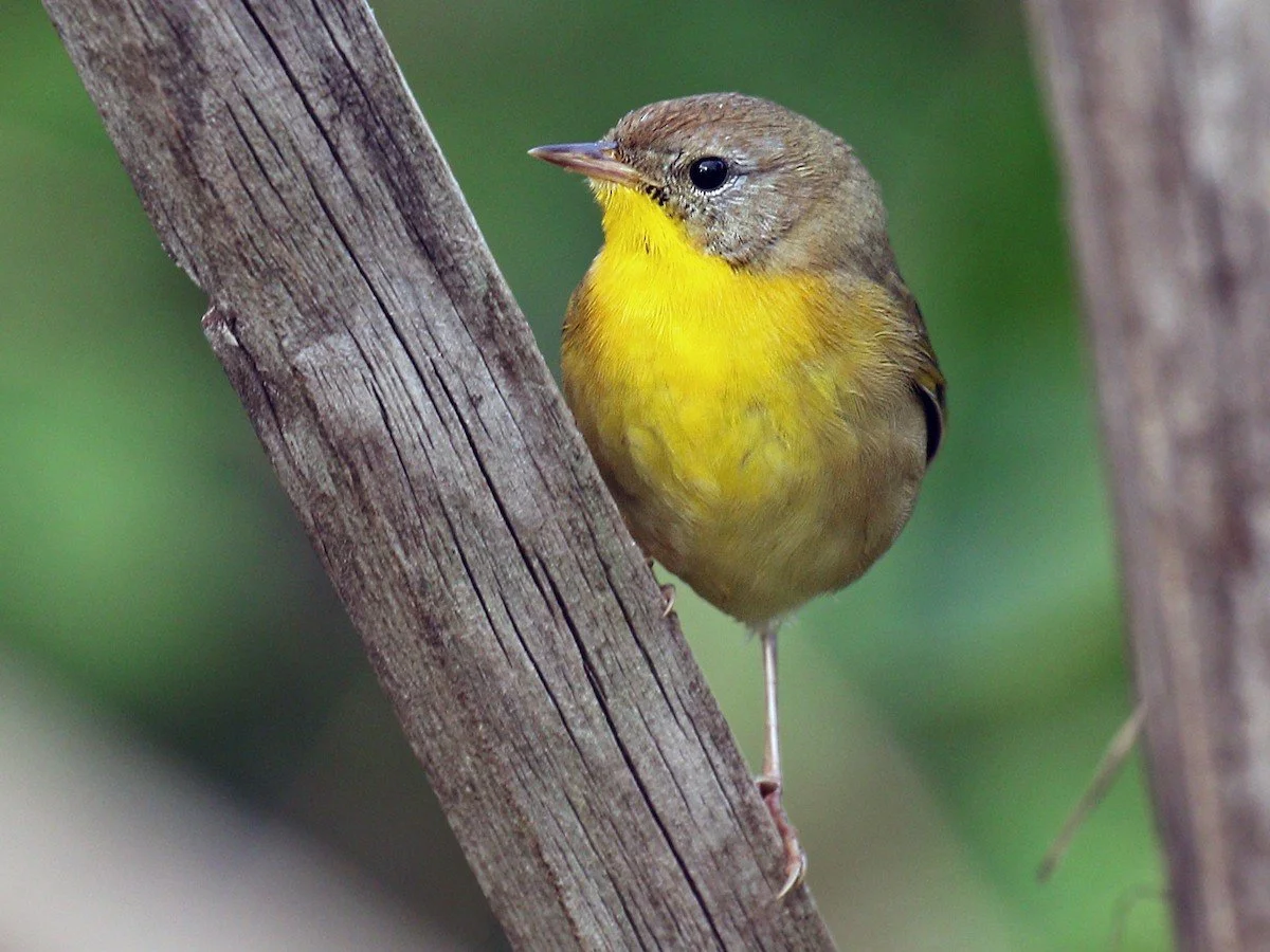Adult Female