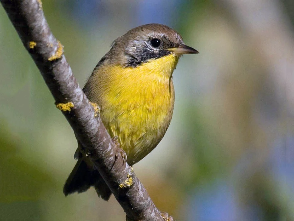 Immature Male