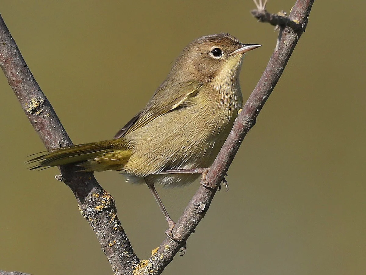 Immature Female