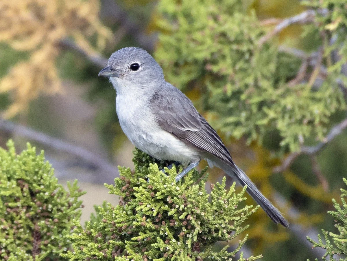 Adult