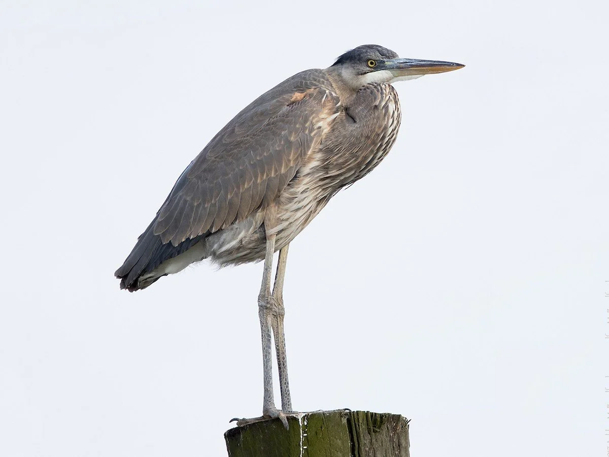 Immature
