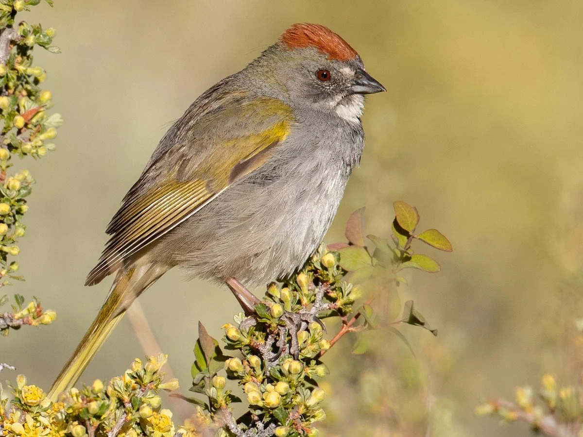 Adult