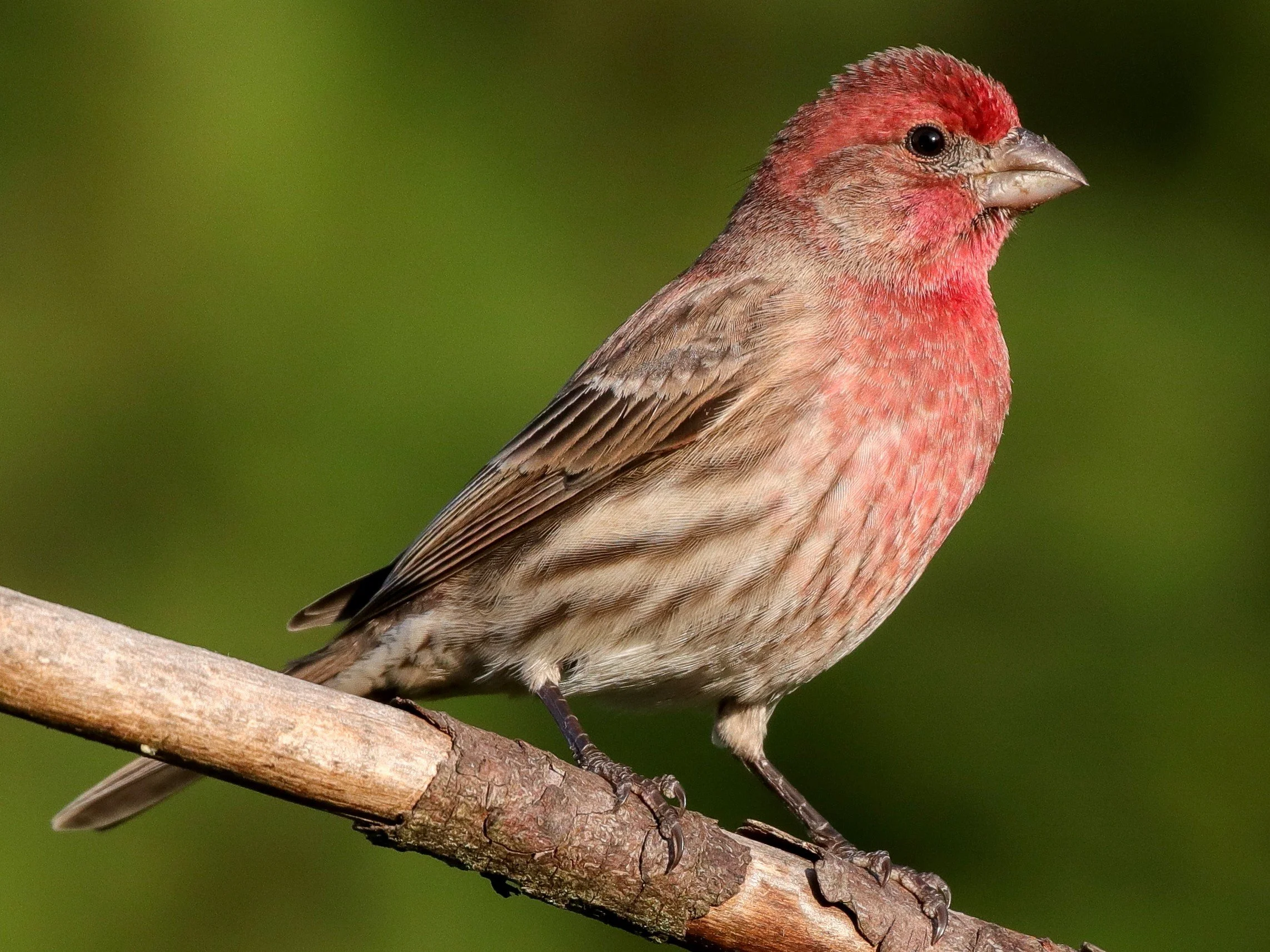Adult Male