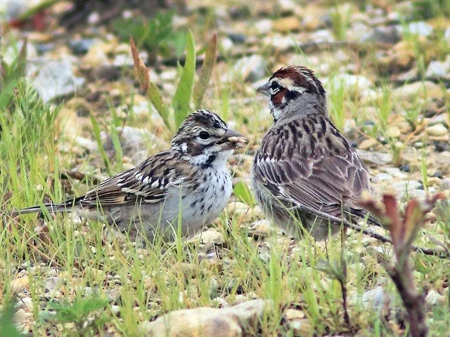 LASP - Adult and juvenile.jpg