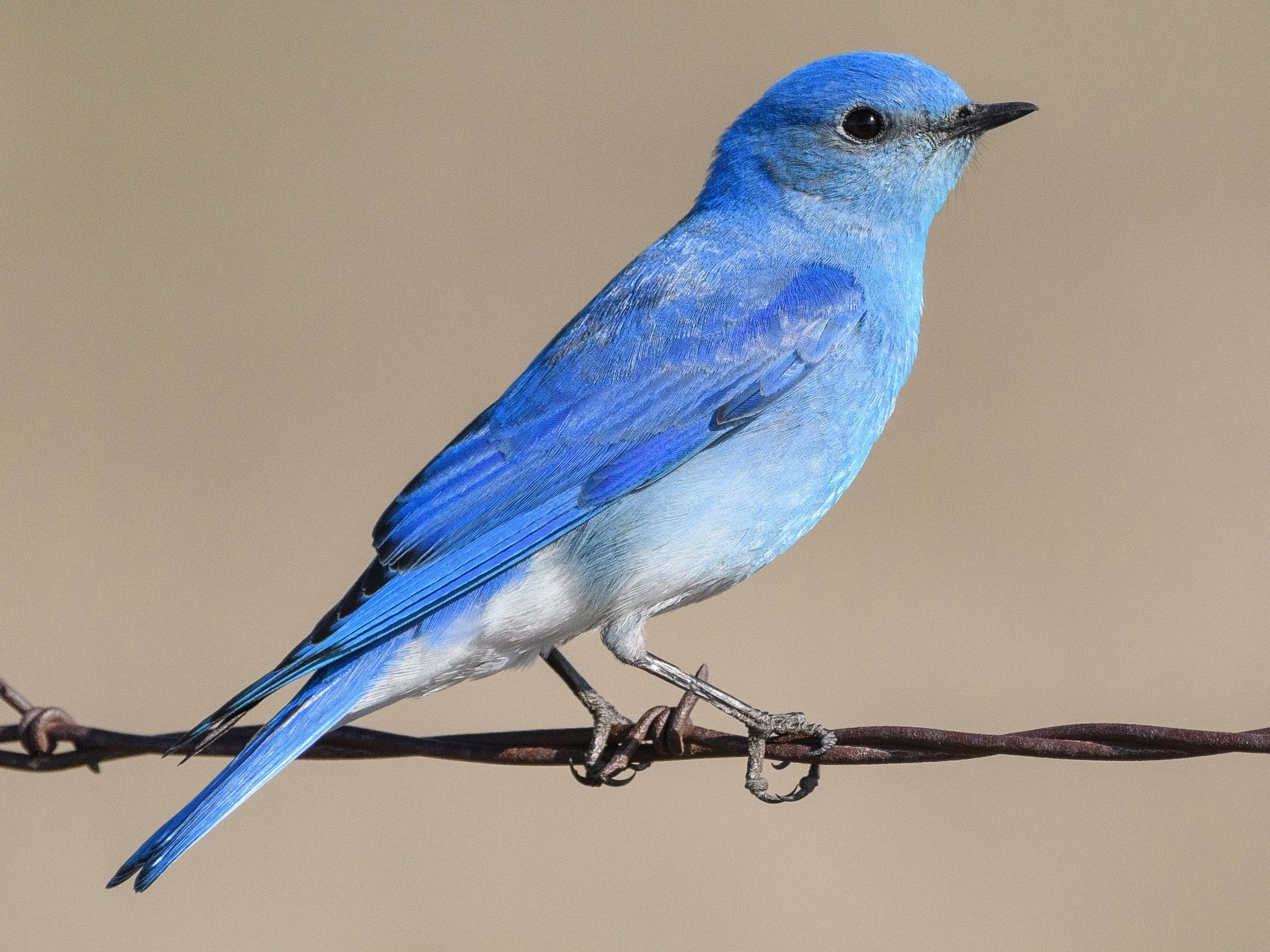 Adult Male