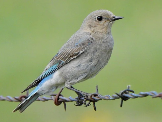 Female/ Immature