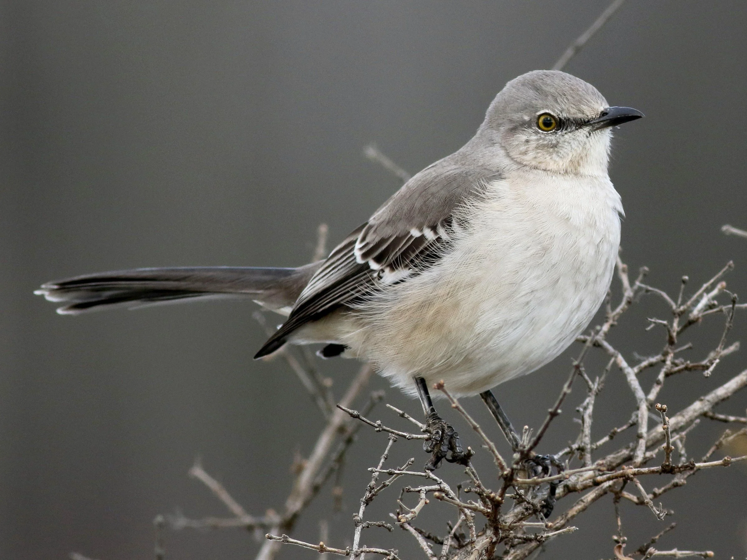 Adult